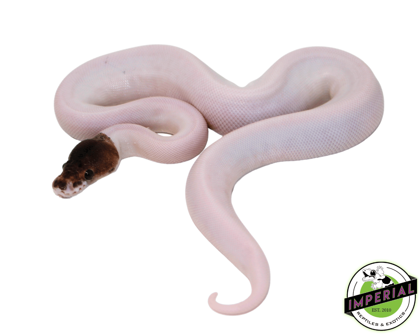 Pewter Pied Ball Python Baby