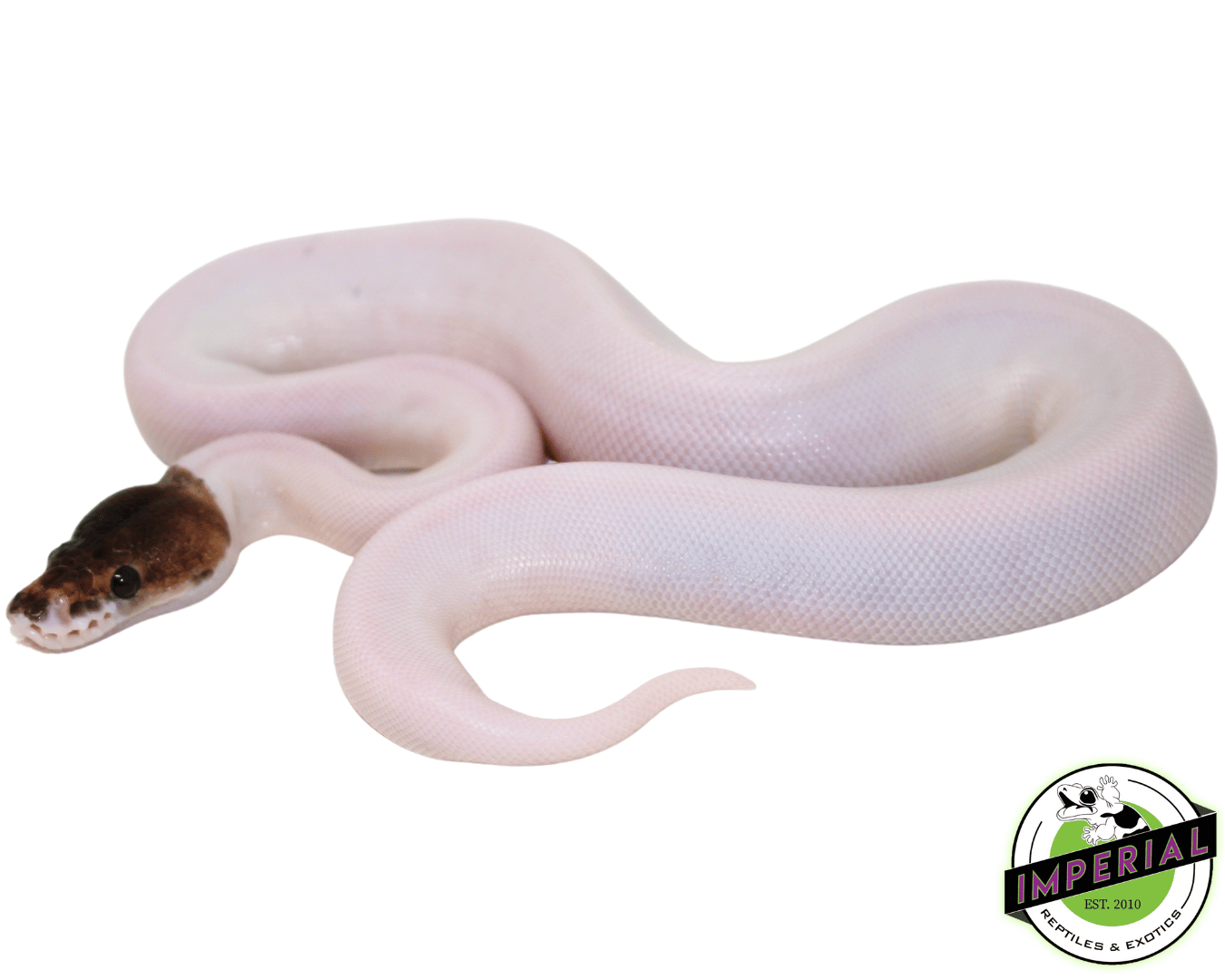 Pewter Pied Ball Python Baby - Image 2