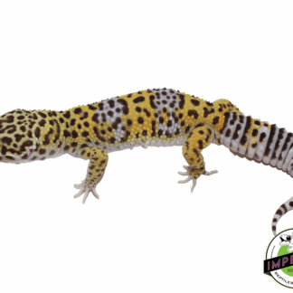 66% ph Rainwater BEA Leopard Gecko Adult