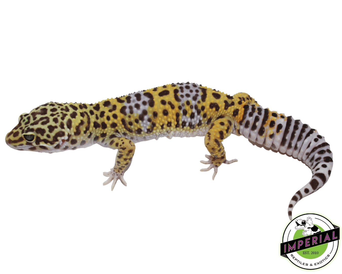 66% ph Rainwater BEA Leopard Gecko Adult