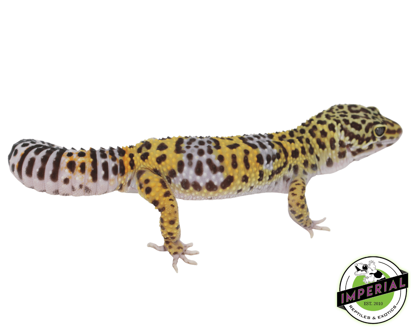 66% ph Rainwater BEA Leopard Gecko Adult - Image 2