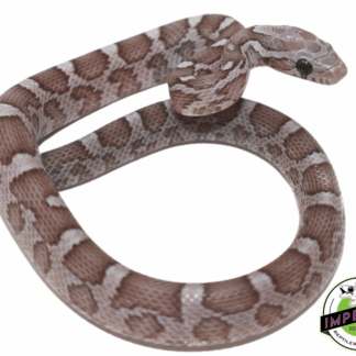 Phantom Corn Snake Female