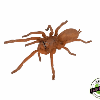 Philippine Tangerine Tarantula (Orphnaecus philippinus)