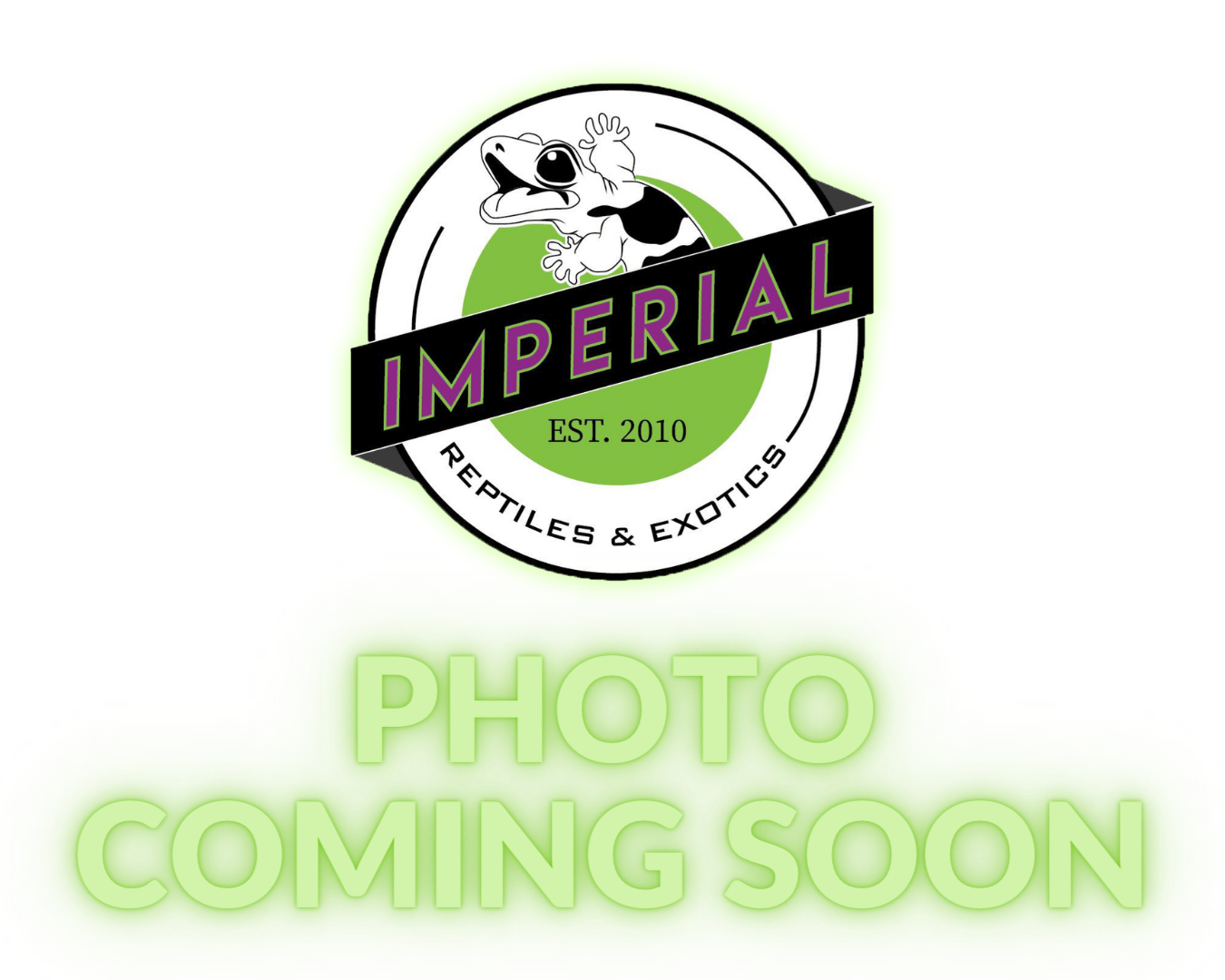 Whiteout Ghost African Fat Tail Gecko Adult - Image 3