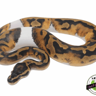 Pied Ball Python (High-Pattern)