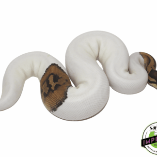 Pied Ball Python (High White)