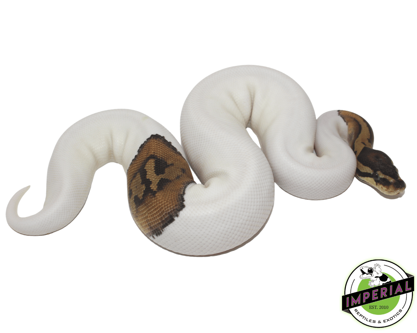 Pied Ball Python (High White)