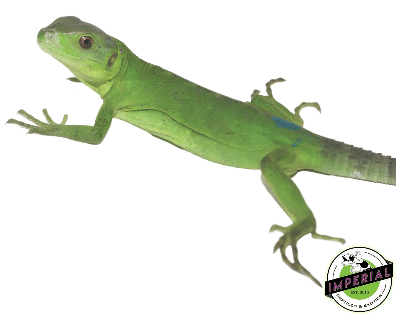 Pied Pectinata Iguana Baby - Image 2