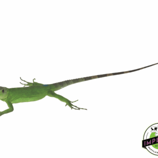 Pied Pectinata Iguana Baby