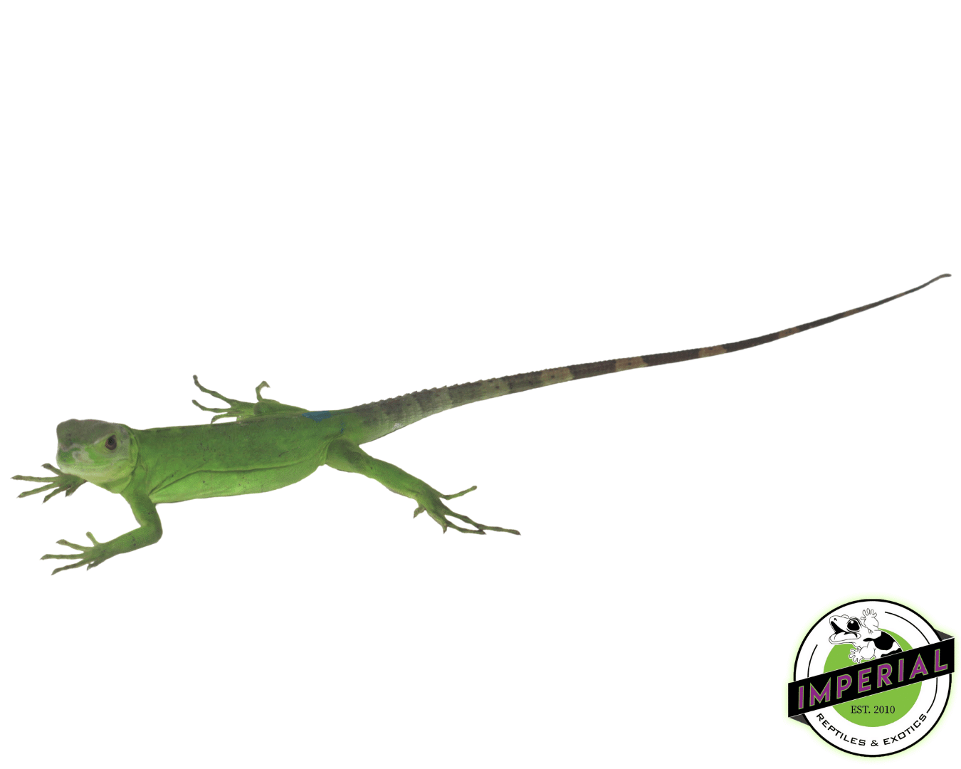 Pied Pectinata Iguana Baby