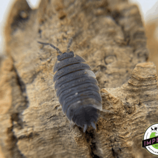 Pied Scaber Isopods