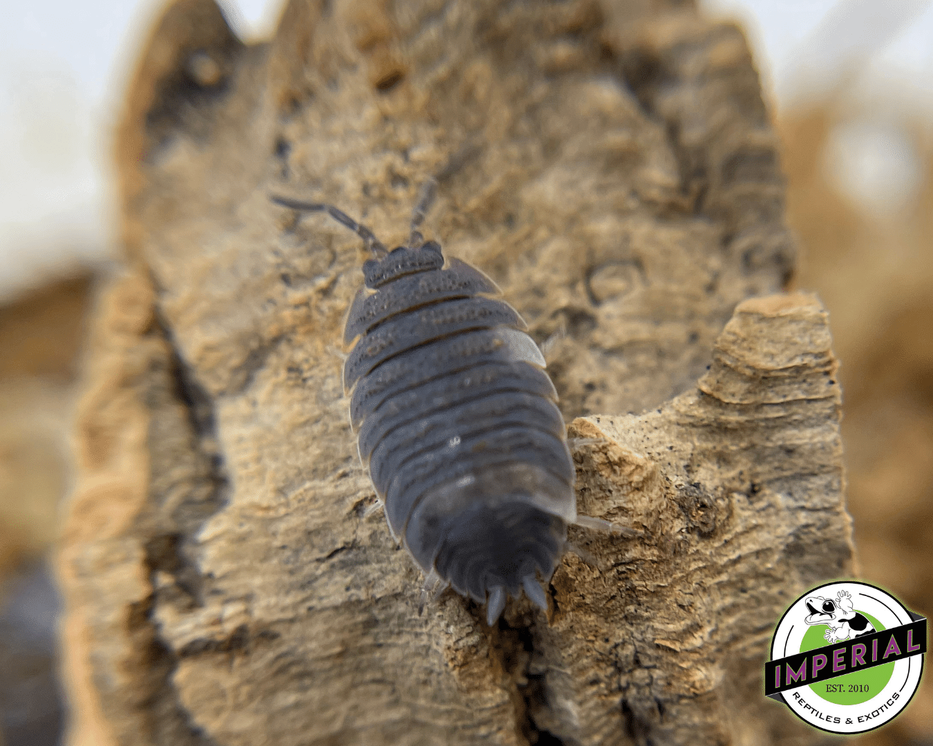Pied Scaber Isopods