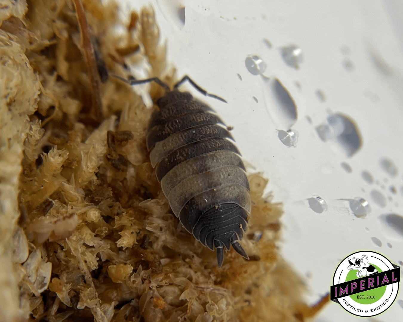 Pied Scaber Isopods - Image 2