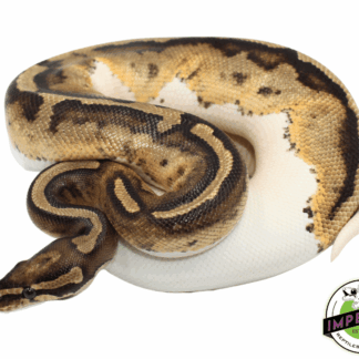 Piebald Ball Python Young Sub Adult Female