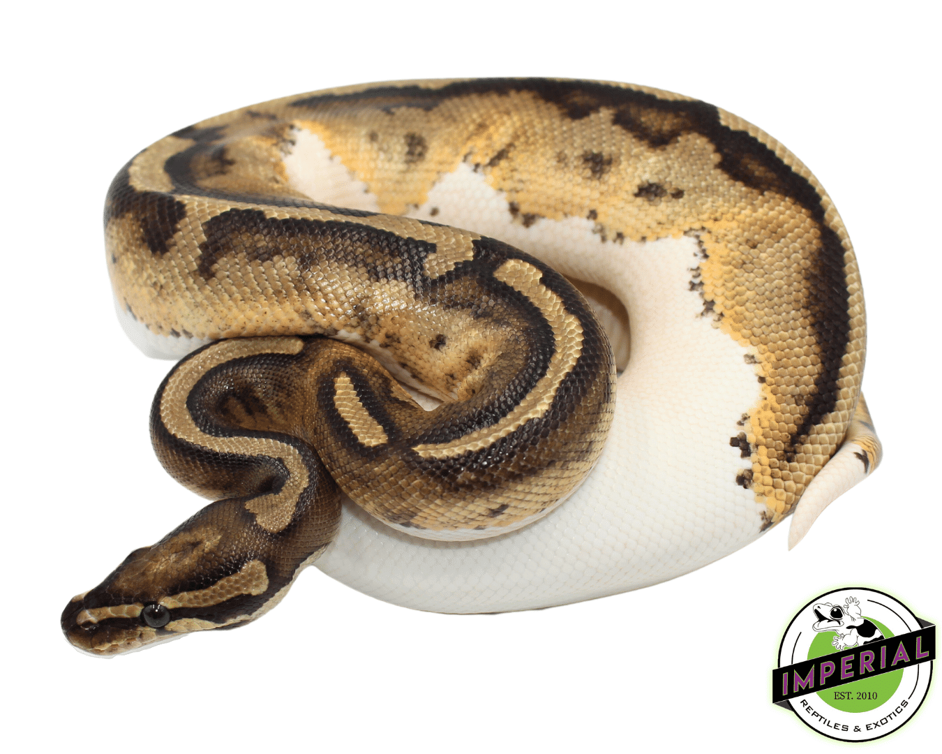 Piebald Ball Python Young Sub Adult Female