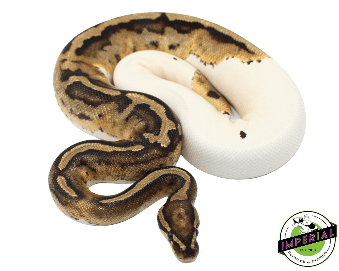 Piebald Ball Python Young Sub Adult Female - Image 2