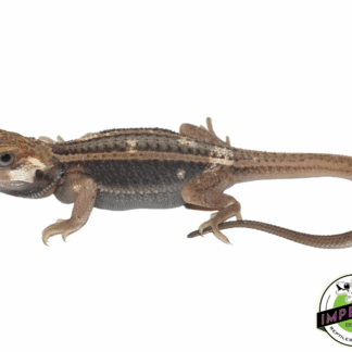 Pied Trans Genetic Stripe Bearded Dragon Baby