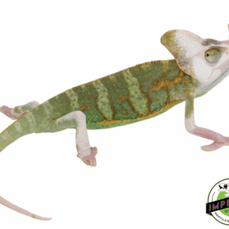 Pied Veiled Chameleon Sub-Adult