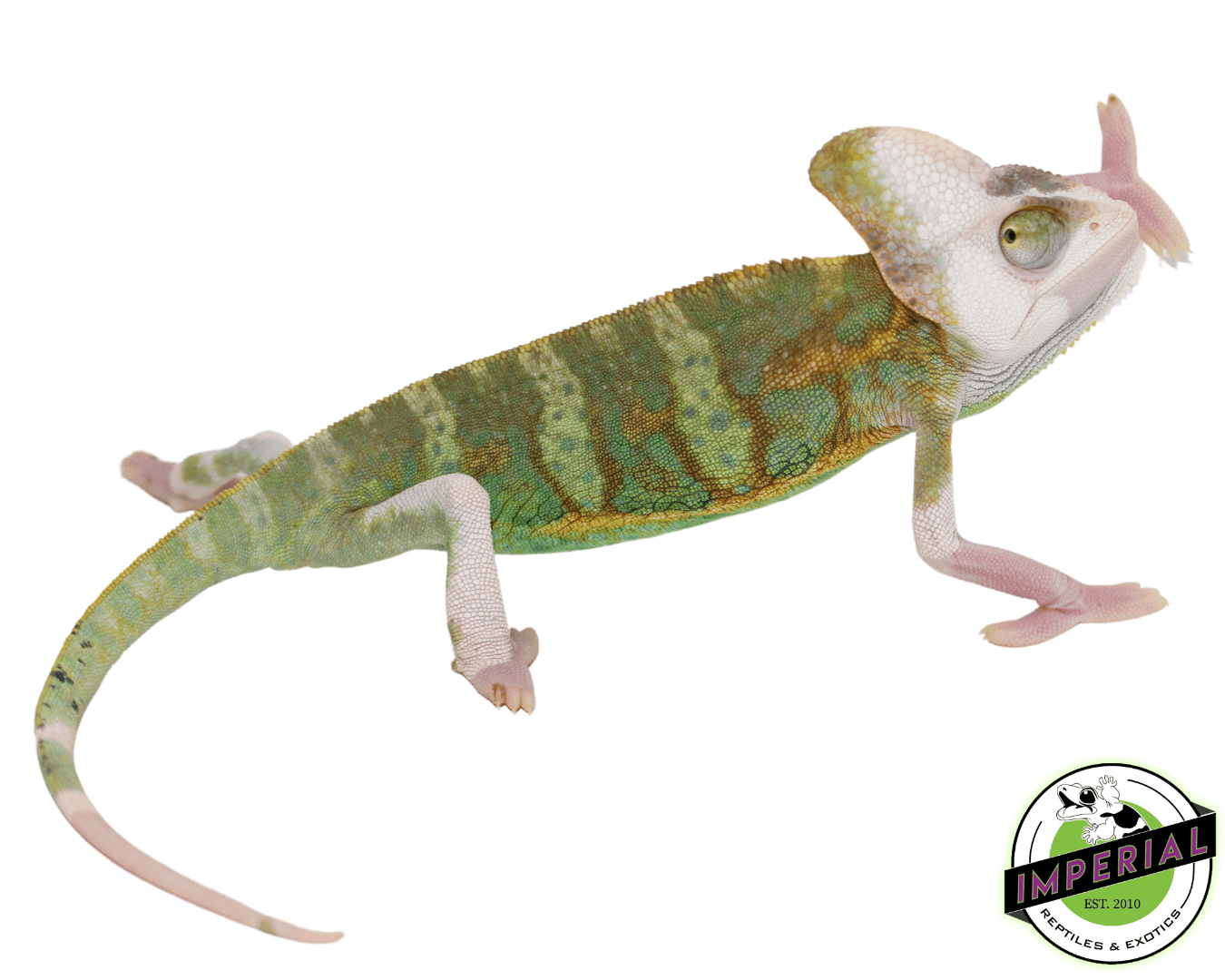 Pied Veiled Chameleon Sub-Adult