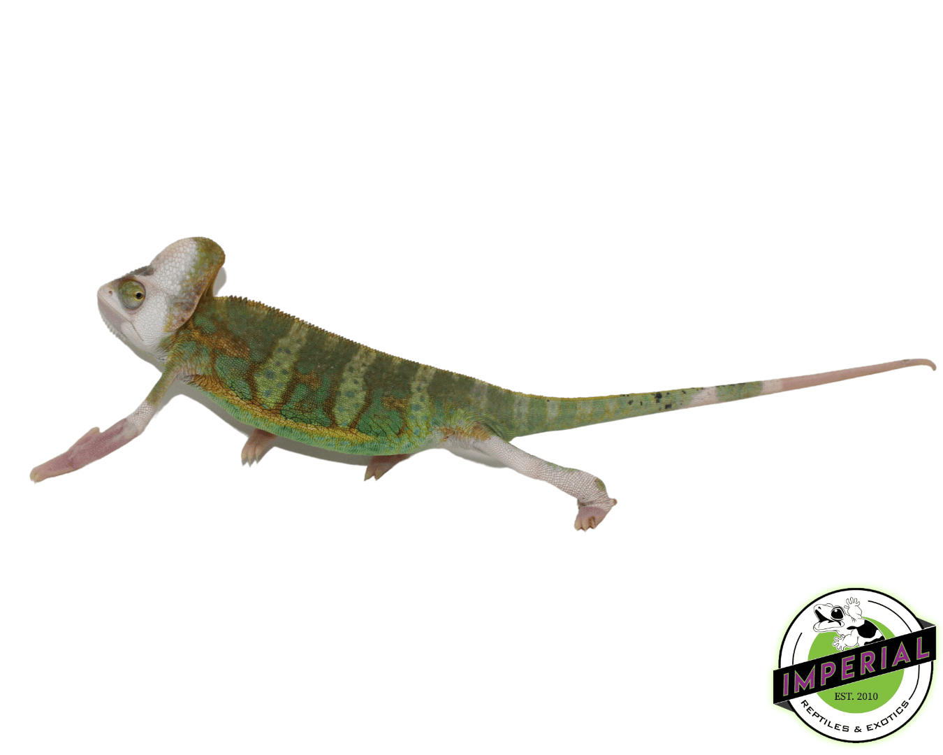 Pied Veiled Chameleon Sub-Adult - Image 2