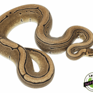 Pinstripe Ball Python Adult