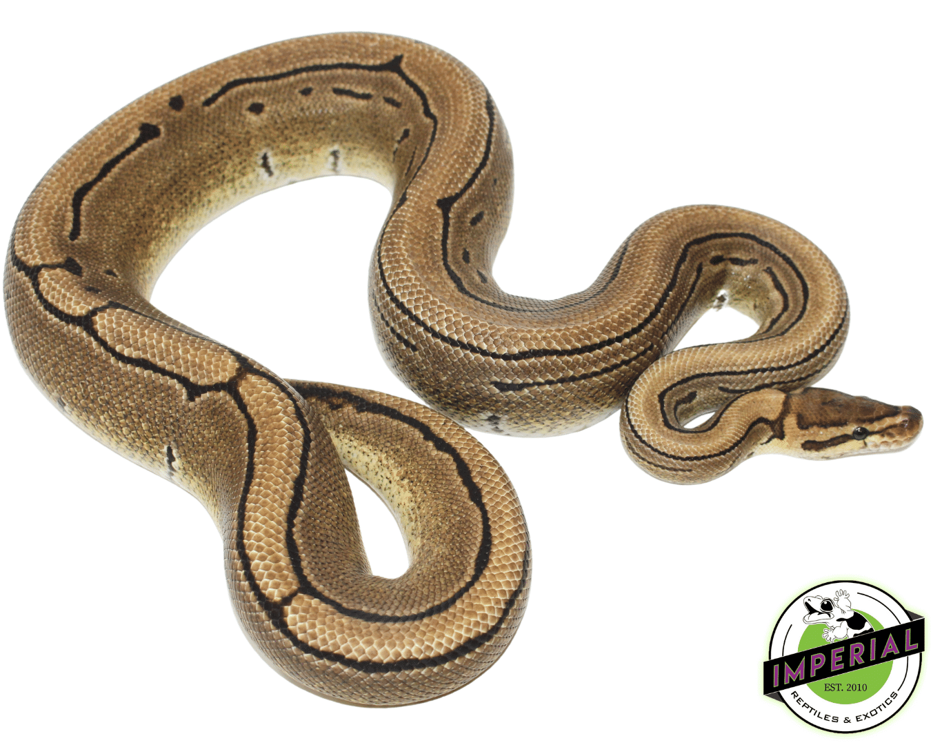 Pinstripe Ball Python Adult