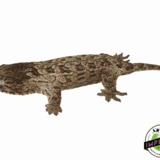 Pine Island X Leachianus Gecko Baby