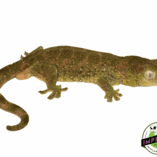 Pine Island Chahoua Gecko