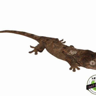 Pine Island Chahoua Gecko