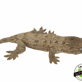 Isle of Pine Leachianus Gecko Adult Female