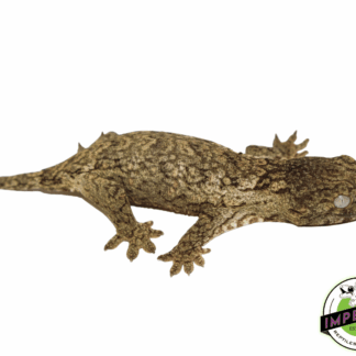 "Isle of Pine" Leachianus Gecko Baby (#92523-01)