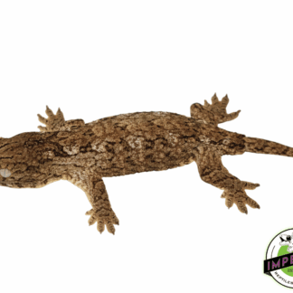 High Color "Isle of Pine" Leachianus Gecko