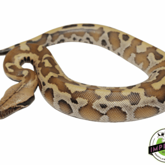 Bangka Blood Python Baby