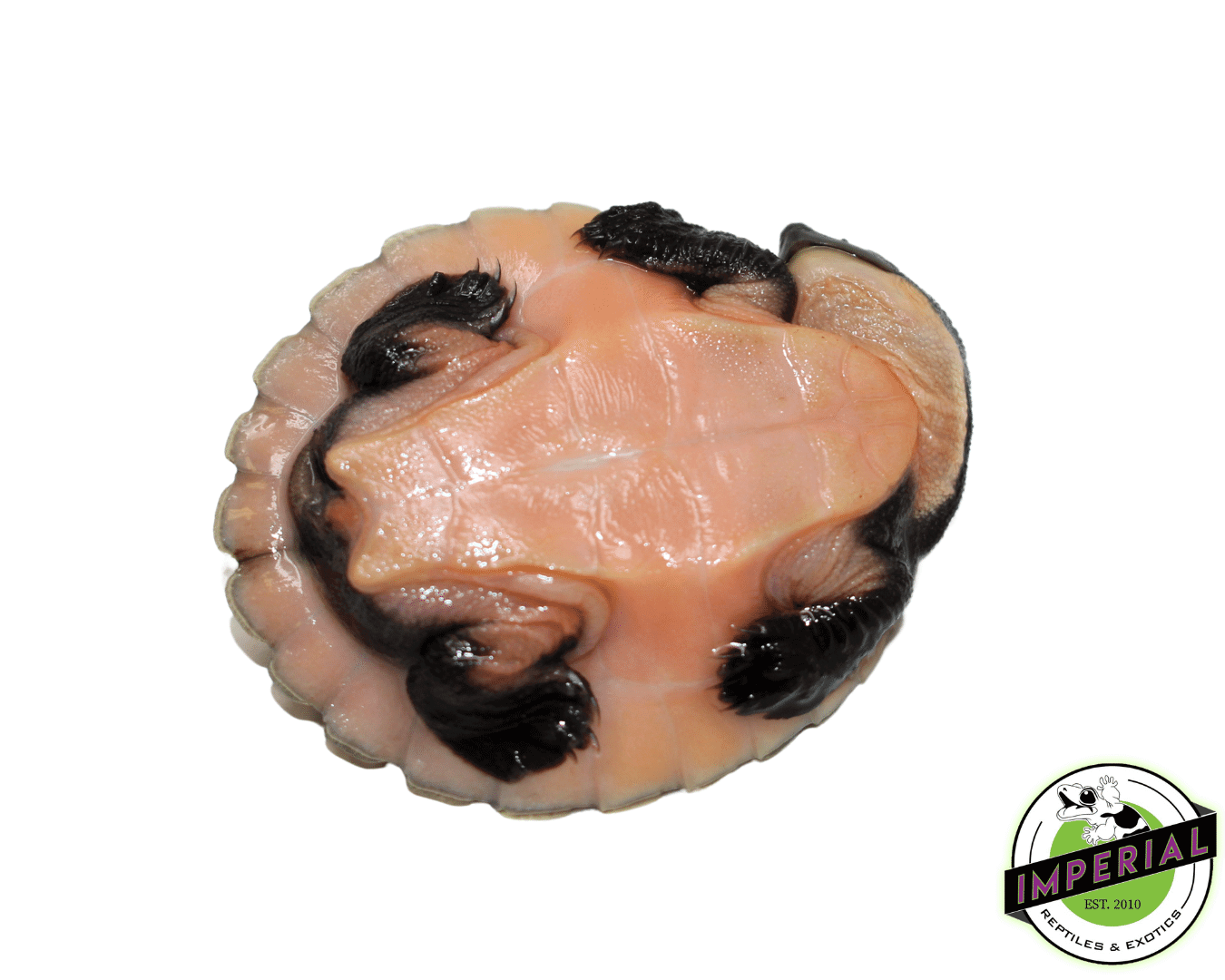 Pink Belly Snapper Baby - Image 2