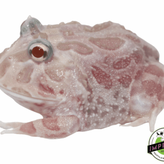 Mutant Pacman Frog "Pink Chicken"