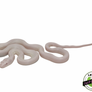 Pink Eye Leucistic Texas Rat Snake