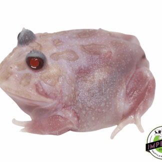 Mutant Pacman Frog "Pink Ranger"