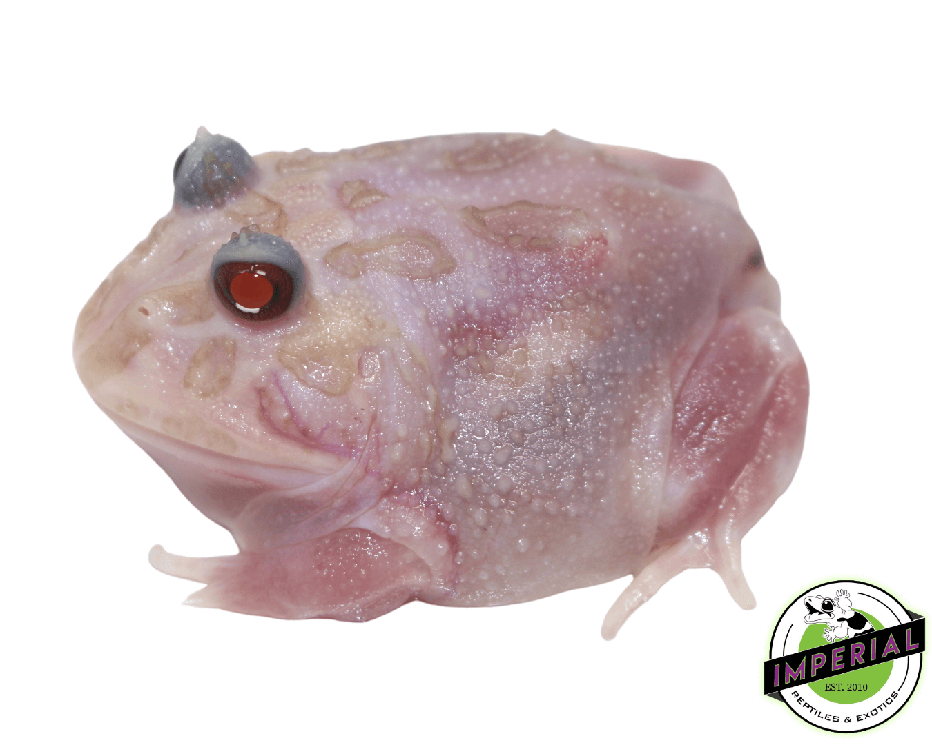 Mutant Pacman Frog "Pink Ranger"