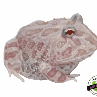 Mutant Pacman Frog "Pink Snow"