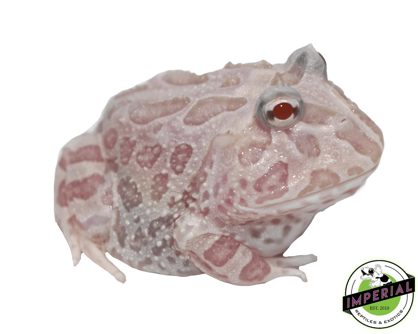 Mutant Pacman Frog "Pink Snow"