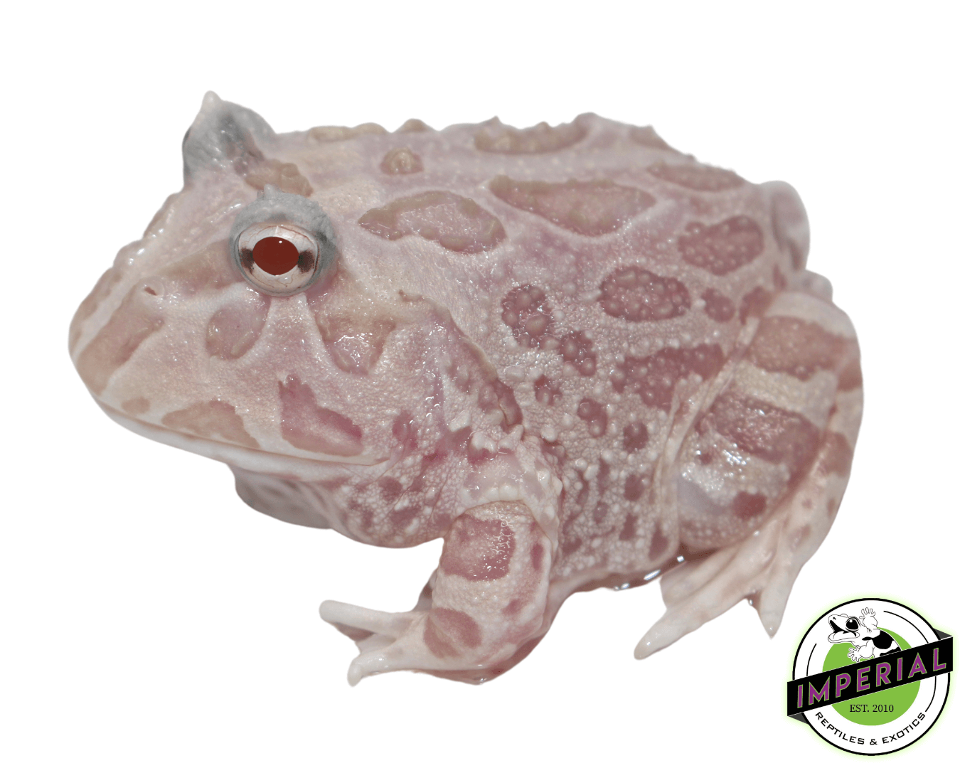 Mutant Pacman Frog "Pink Snow" - Image 2