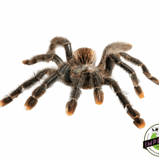 Pink Toe Tarantula (Avicularia avicularia)