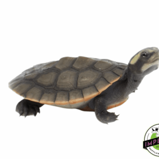 Pink Belly Side Neck Turtle Baby