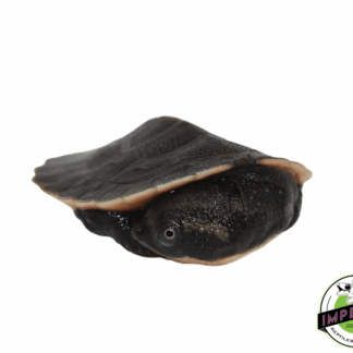 Pink Belly Snapper Baby