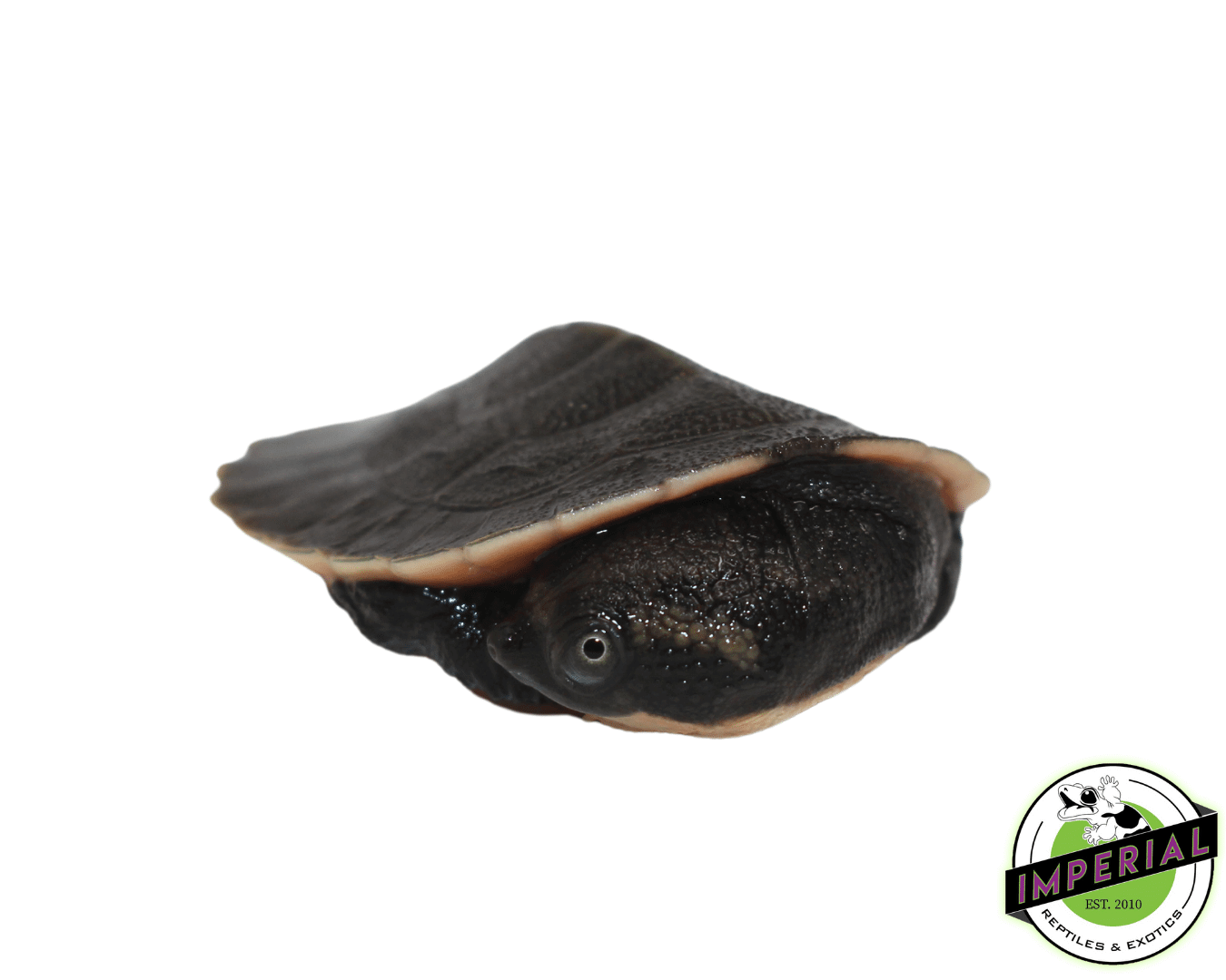 Pink Belly Snapper Baby