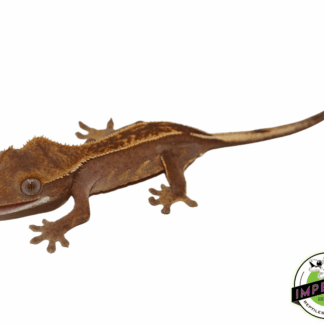 Partial Pinstripe Crested Gecko Baby