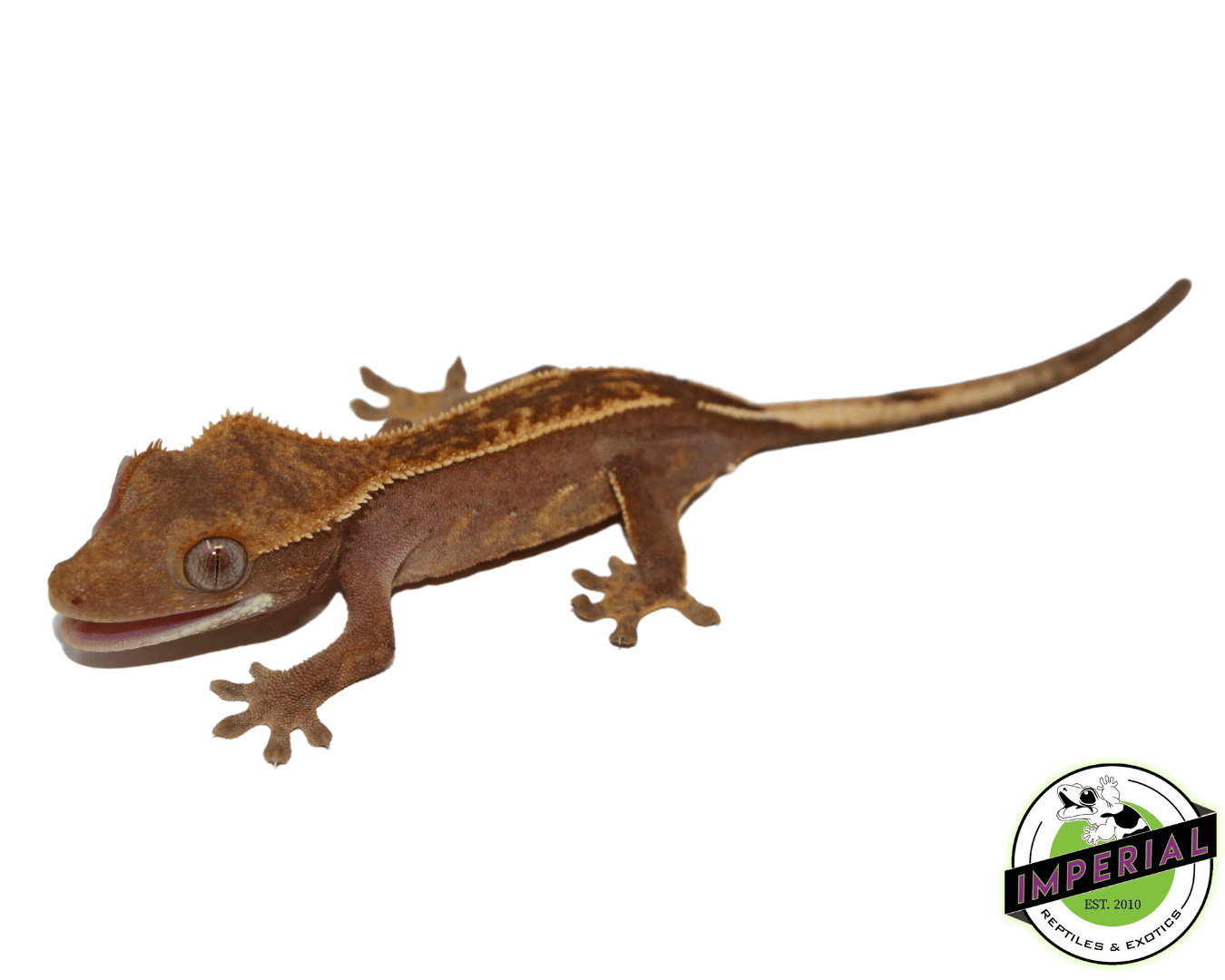 Partial Pinstripe Crested Gecko Baby