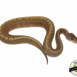 Pinstripe Ghost Ball Python