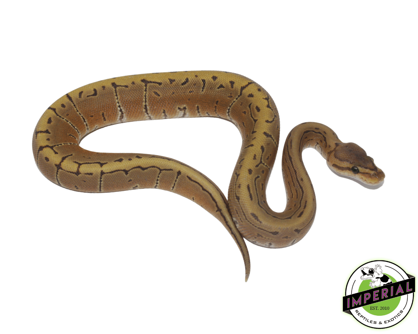 Pinstripe Ghost Ball Python