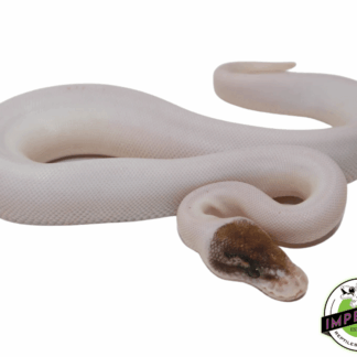 Pinto Pied (Russo Piebald)